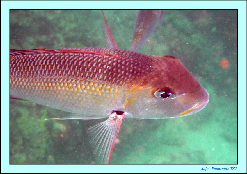 2009    07   Kapalai 06